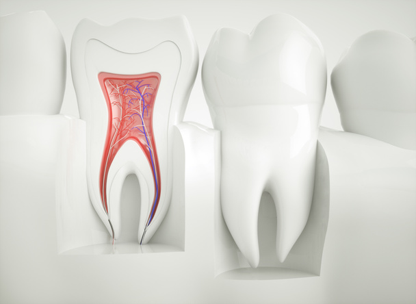 Egészséges fogak, a section-3d renderelés - Fotó, kép