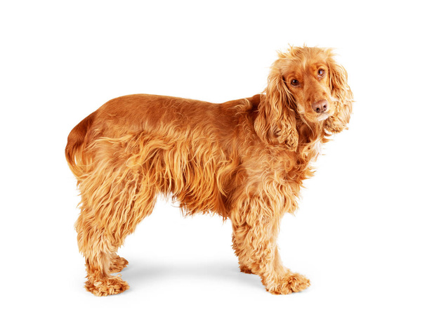 cocker spaniel in front of white background - Photo, Image