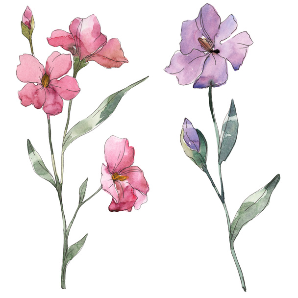 Pink and purple flax floral botanical flower. Wild spring leaf wildflower isolated. Watercolor background illustration set. Watercolour drawing fashion aquarelle. Isolated flax illustration element. - Foto, Imagem