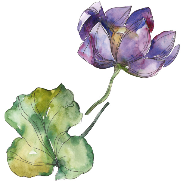 Purple lotus foral botanical flower. Wild spring leaf wildflower isolated. Watercolor background illustration set. Watercolour drawing fashion aquarelle. Isolated lotus illustration element. - Foto, afbeelding