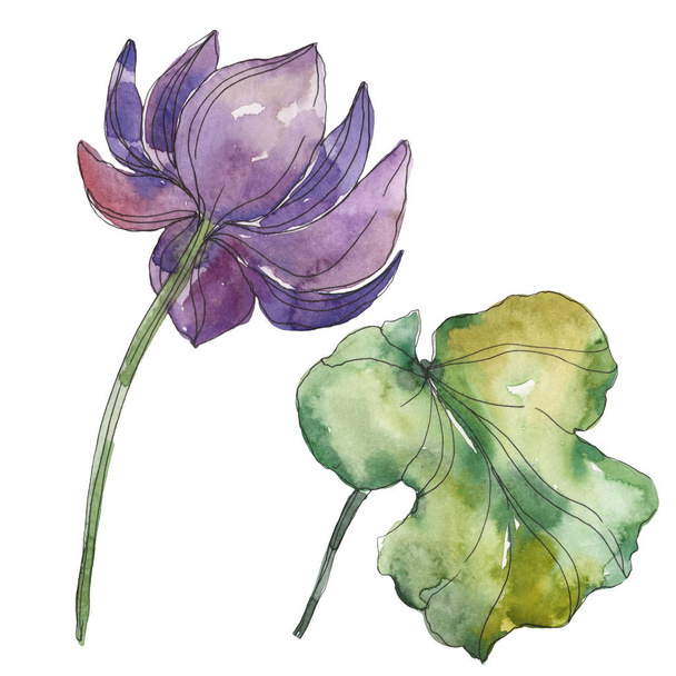 Lila foral botanikai lótuszvirág. Vad tavaszi levél vadvirág elszigetelt. Akvarell háttér illusztráció készlet. Akvarell rajz divat aquarelle. Elszigetelt lotus ábra elem. - Fotó, kép