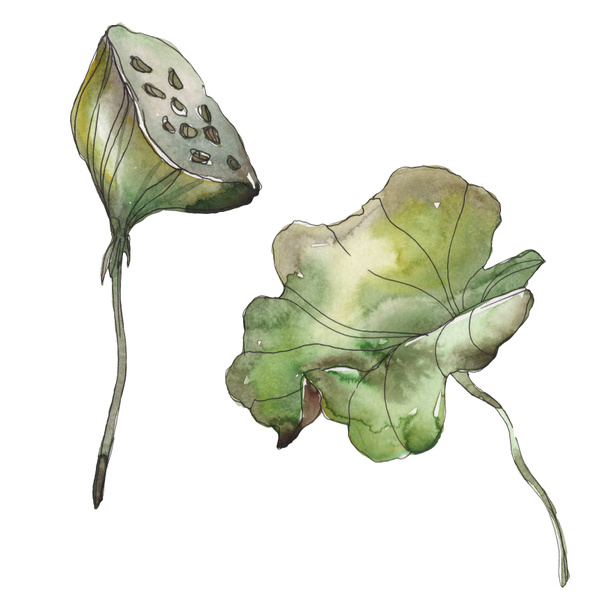 Lotus foral botanical flower. Wild spring leaf wildflower isolated. Watercolor background illustration set. Watercolour drawing fashion aquarelle. Isolated lotus illustration element. - Φωτογραφία, εικόνα