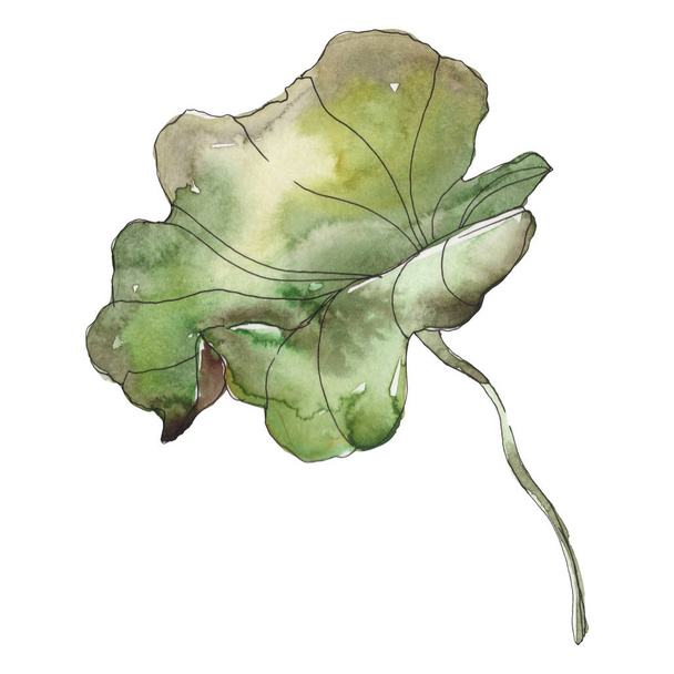 Lotus foral botanical flower. Wild spring leaf wildflower isolated. Watercolor background illustration set. Watercolour drawing fashion aquarelle. Isolated lotus illustration element. - Φωτογραφία, εικόνα