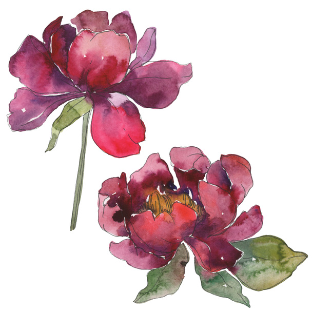 Burgundy peonies. Watercolor background set. Isolated peonies illustration elements. - Photo, Image
