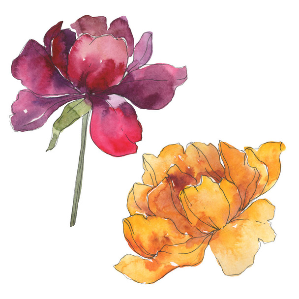 Yellow and burgundy peonies. Watercolor background set. Isolated peonies illustration elements. - Foto, Bild