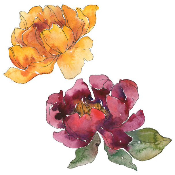 Yellow and burgundy peonies. Watercolor background set. Isolated peonies illustration elements. - Foto, imagen