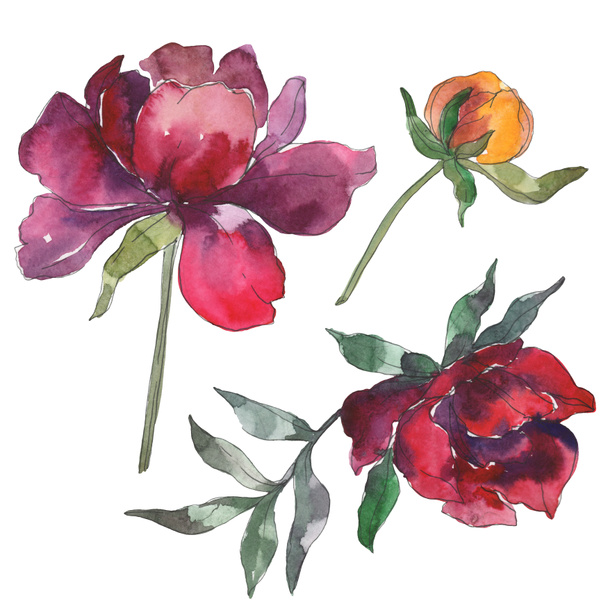 Yellow and burgundy peonies. Watercolor background set. Isolated peonies illustration elements. - 写真・画像