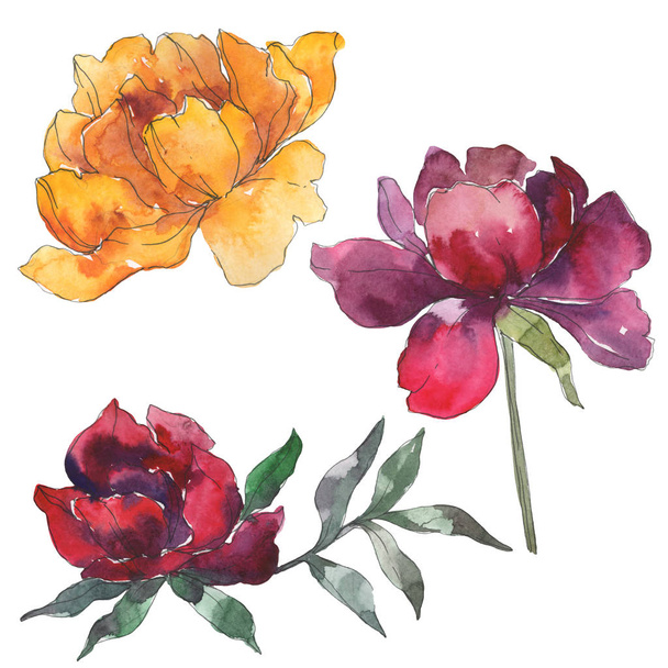 Yellow and burgundy peonies. Watercolor background set. Isolated peonies illustration elements. - 写真・画像