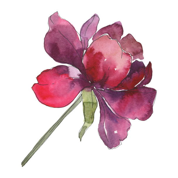 Burgundy peony floral botanical flower. Wild spring leaf wildflower isolated. Watercolor background set. Watercolour drawing fashion aquarelle. Isolated peony illustration element. - Foto, Imagen