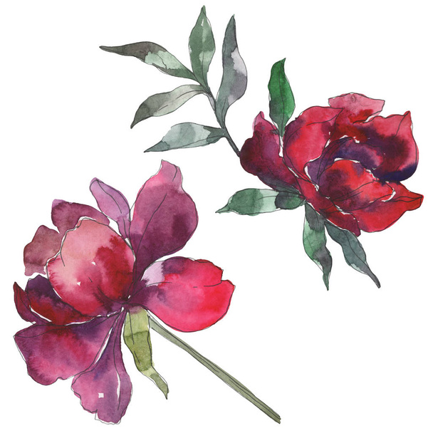 Burgundy peonies. Watercolor background set. Isolated peonies illustration elements. - Photo, Image