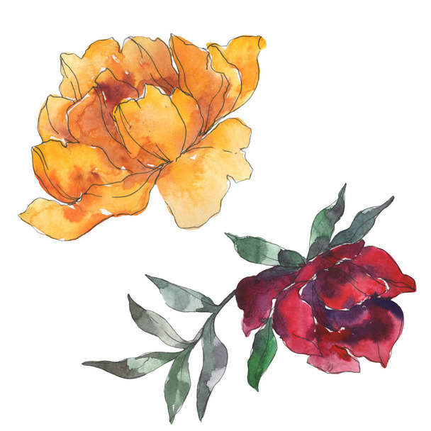 Yellow and burgundy peonies. Watercolor background set. Isolated peonies illustration elements. - Zdjęcie, obraz