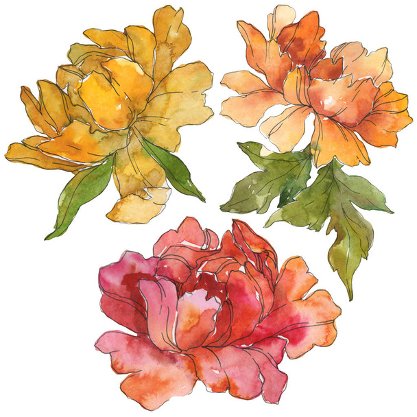 Yellow and red peonies isolated on white. Watercolor background illustration set. Isolated peony illustration elements. - Photo, Image