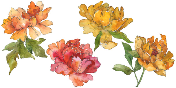 Yellow and red peonies isolated on white. Watercolor background illustration set. Isolated peony illustration elements. - Fotó, kép