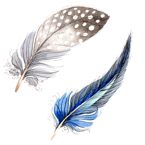 Bird feathers from wing isolated on white. Watercolor background illustration set. - Photo, image