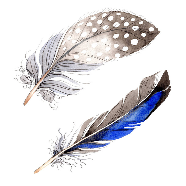 Bird feathers from wing isolated on white. Watercolor background illustration set. - Foto, Bild