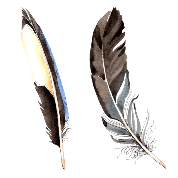 Bird feathers from wing isolated on white. Watercolor background illustration set. - Foto, Imagem