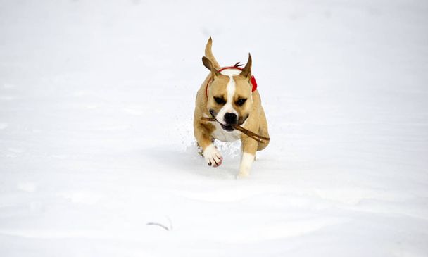 amstaff raça cão correndo na neve com pedaço de madeira na boca, imagem
 - Foto, Imagem
