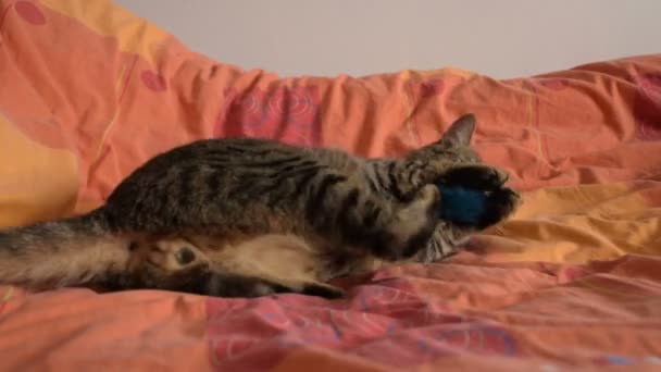 mail cat playing with fluffy toy in bed - Footage, Video