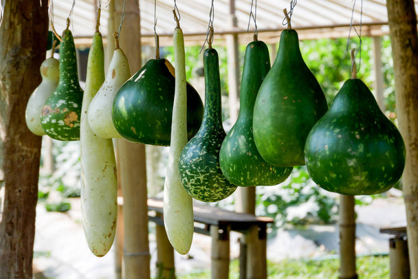 Group of fresh ripe green Melon plant - Φωτογραφία, εικόνα
