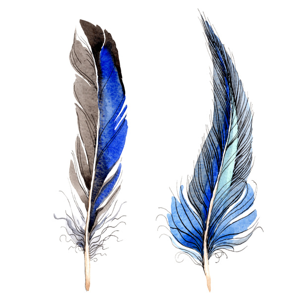 Bird feathers from wing isolated on white. Watercolor background illustration set. - Valokuva, kuva