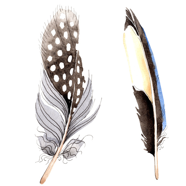 Bird feathers from wing isolated on white. Watercolor background illustration set. - Photo, Image