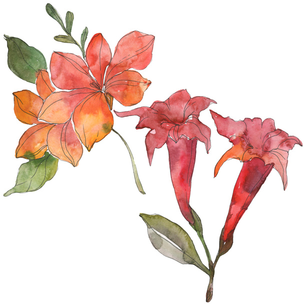 Piros és sárga trópusi virág botanikai virágok. Vad tavaszi levél vadvirág. Akvarell háttér illusztráció készlet. Akvarell rajz divat aquarelle. Elszigetelt virág ábra elem. - Fotó, kép