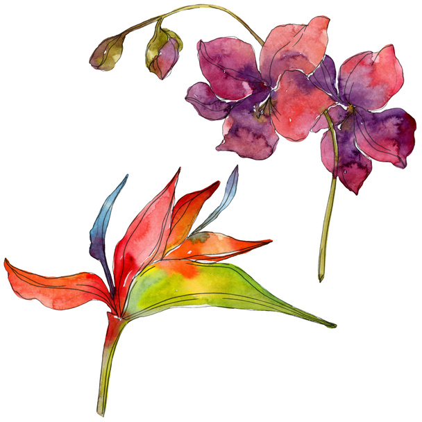 Flowers isolated on white. Watercolor background illustration set.  - Foto, Bild
