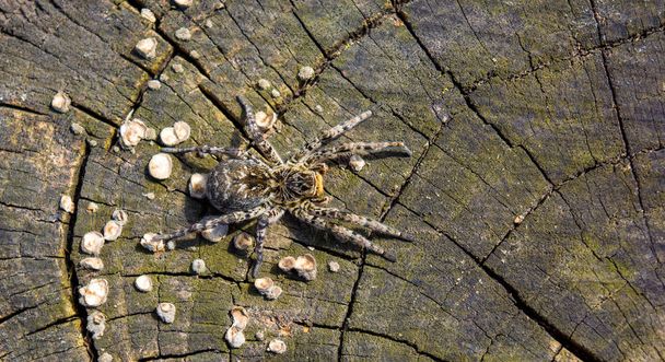 Photo of Lycosa singoriensis, black terrible hair tarantula on the tree stump - Photo, Image