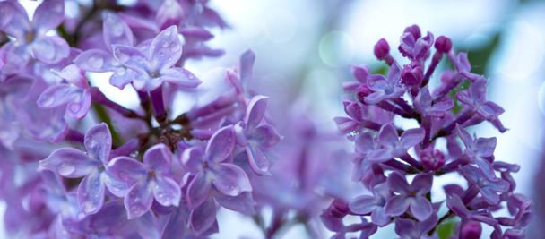 Close-up oof blossoming lilac isolated on blur background. - Photo, Image
