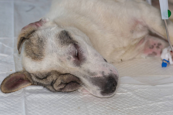 Cão com choque anafilático, recuperando na clínica veterinária
 - Foto, Imagem