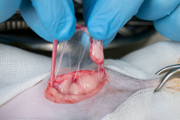 Chirurgie de l'ovariohystérectomie du chat gros plan
 - Photo, image