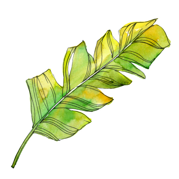 Tropical floral botanical flowers. Exotic plant leaf isolated. Watercolor background illustration set. Watercolour drawing fashion aquarelle isolated. Isolated leaves illustration element. - Foto, imagen