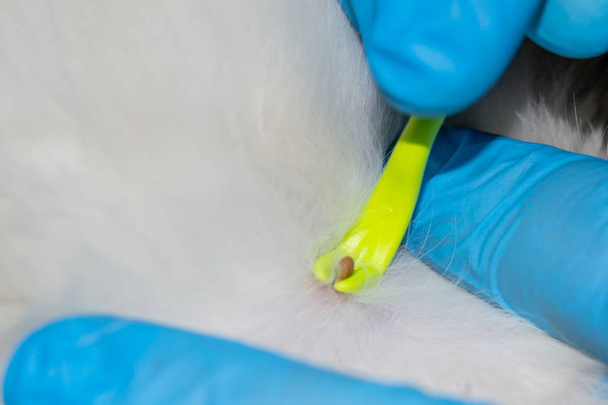 removing tick with yellow tick remover - Foto, Imagen
