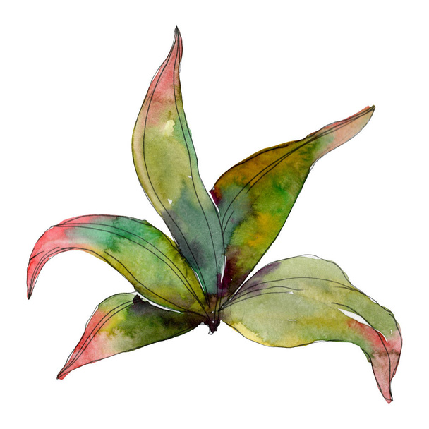 Πράσινο φύλλο φυτού βοτανικός κήπος λουλουδιών φυλλώματα. Εξωτικά τροπικά Χαβάης καλοκαίρι. Ακουαρέλα φόντο εικόνα σύνολο. Ακουαρέλα σχεδίασης μόδας ακουαρέλα. Εικονογράφηση στοιχείο απομονωμένες φύλλων. - Φωτογραφία, εικόνα