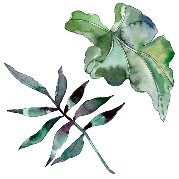 Green leaf plant botanical garden floral foliage. Exotic tropical hawaiian summer. Watercolor background illustration set. Watercolour drawing fashion aquarelle. Isolated leaf illustration element. - Foto, immagini