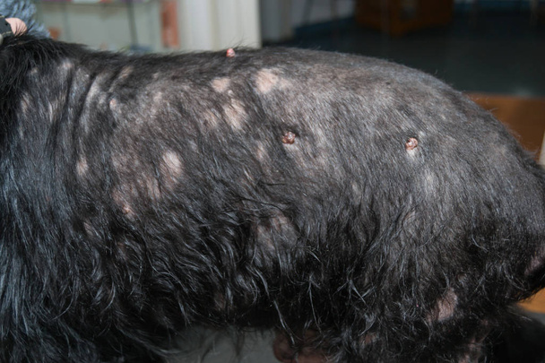 Vanha koira dermatiitti
 - Valokuva, kuva
