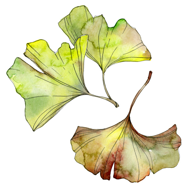Green and yellow ginkgo biloba leaves isolated on white. Watercolor background illustration set.  - Foto, imagen