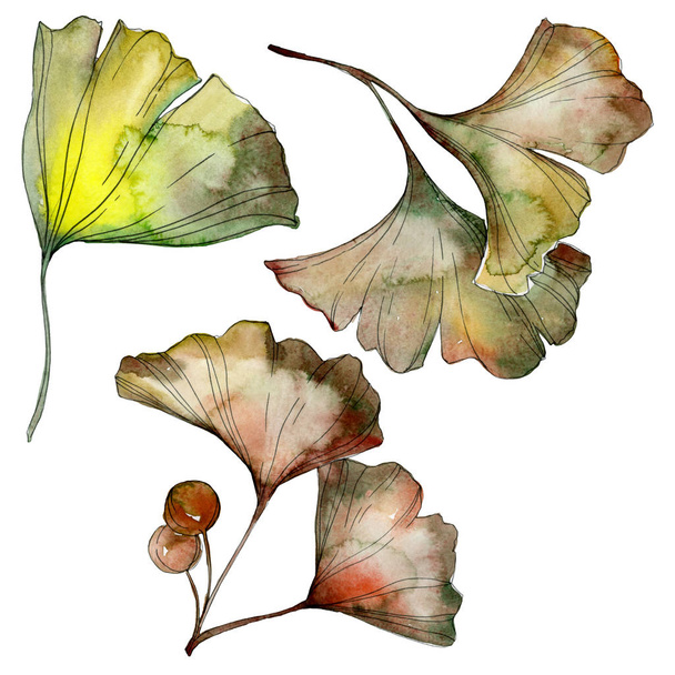 Green and yellow ginkgo biloba leaves isolated on white. Watercolor background illustration set.  - Фото, изображение