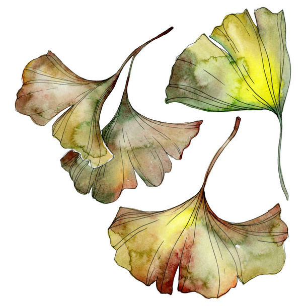 Green and yellow ginkgo biloba leaves isolated on white. Watercolor background illustration set.  - Фото, изображение