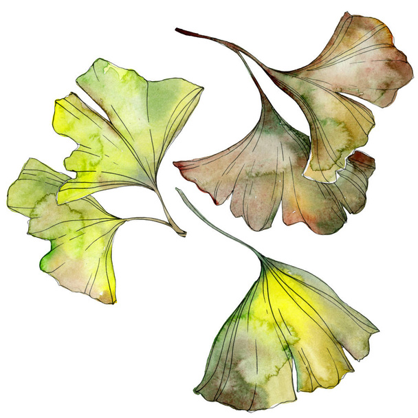 Green and yellow ginkgo biloba leaves isolated on white. Watercolor background illustration set.  - Valokuva, kuva