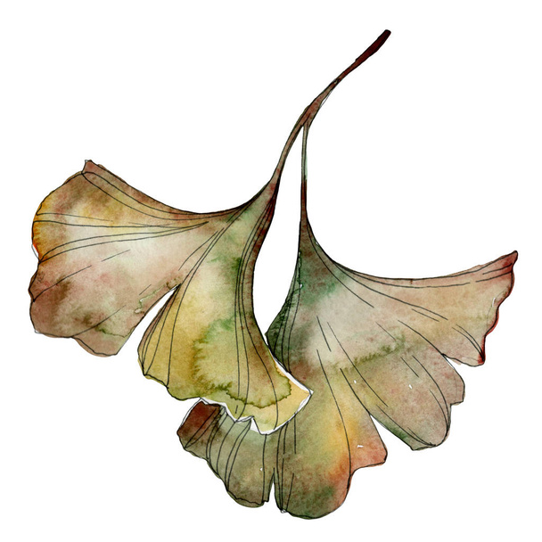 Green and yellow ginkgo biloba leaves isolated on white. Watercolor background illustration set.  - Foto, immagini