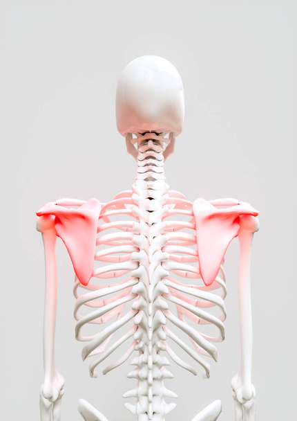 Боль в плече - 3D рендеринг - Фото, изображение