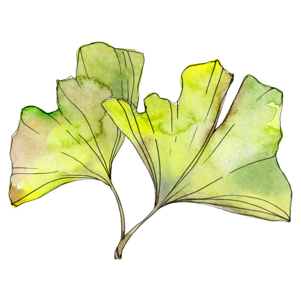 Green and yellow ginkgo biloba leaves isolated on white. Watercolor background illustration set.  - Foto, afbeelding