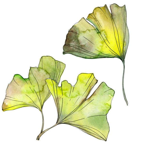 Green and yellow ginkgo biloba leaves isolated on white. Watercolor background illustration set.  - Fotografie, Obrázek