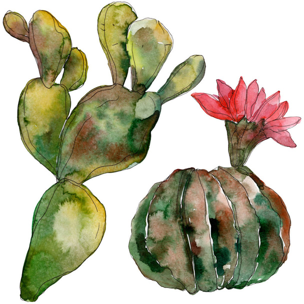 Zelený kaktus květinové botanické květin. Divoký jarní listové wildflower izolován. Sada akvarel pozadí obrázku. Akvarel výkresu módní aquarelle. Prvek ilustrace izolované kaktusů. - Fotografie, Obrázek