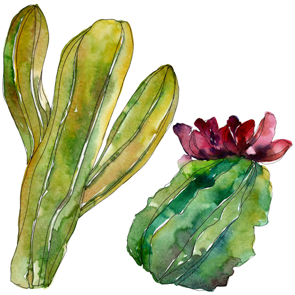Zöld kaktusz virág botanikai virág. Vad tavaszi levél vadvirág elszigetelt. Akvarell háttér illusztráció készlet. Akvarell rajz divat aquarelle. Elszigetelt kaktuszok ábra elem. - Fotó, kép