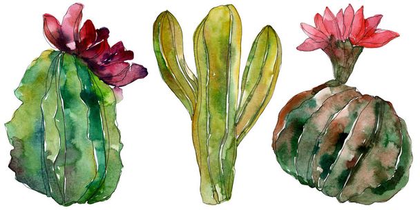 Green cactus floral botanical flower. Wild spring leaf wildflower isolated. Watercolor background illustration set. Watercolour drawing fashion aquarelle. Isolated cacti illustration element. - 写真・画像