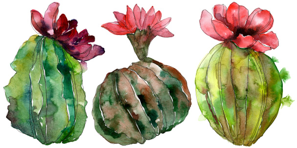 Green cactus floral botanical flower. Wild spring leaf wildflower isolated. Watercolor background illustration set. Watercolour drawing fashion aquarelle. Isolated cacti illustration element. - Φωτογραφία, εικόνα