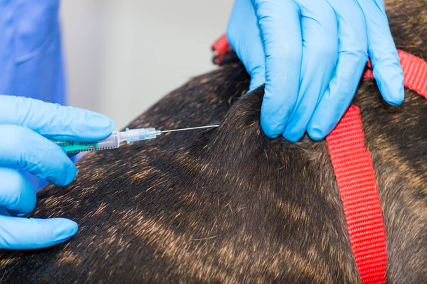 Injection sous-cutanée chez les animaux domestiques, administration du vaccin
 - Photo, image