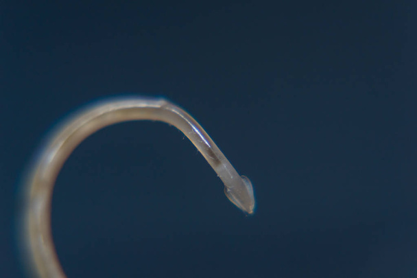 Toxocara cati roundworm head and body, close-up view - Foto, Imagem